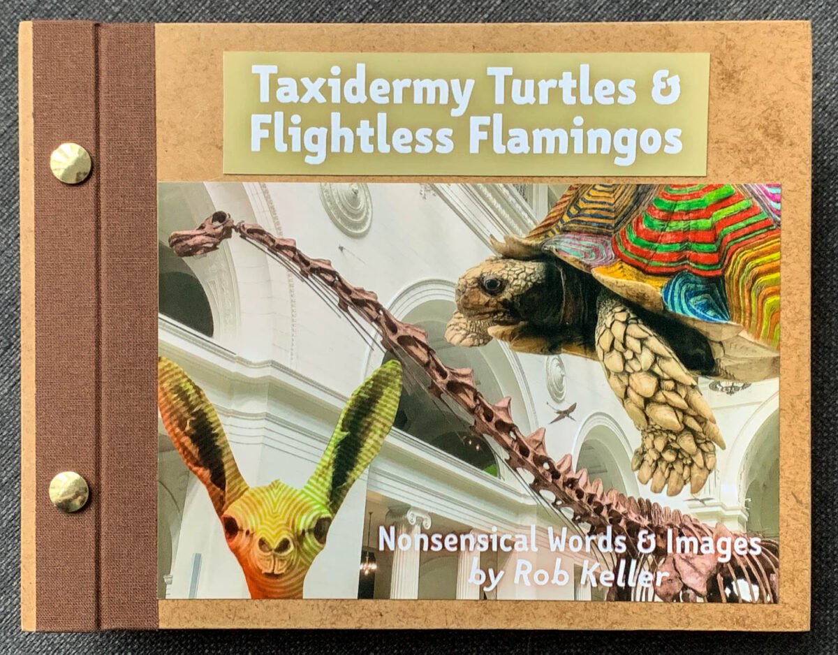 taxidermy-turtles-1
